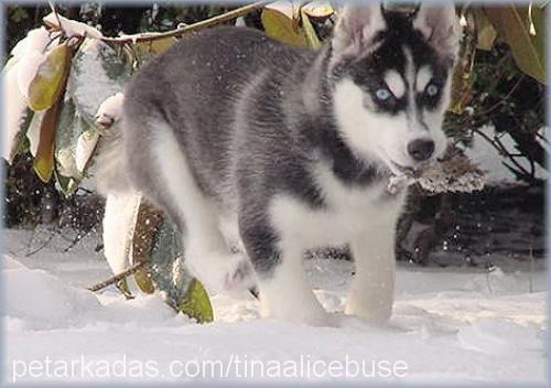 tina Dişi Sibirya Kurdu (Husky)